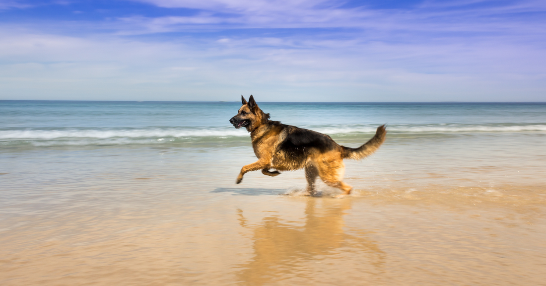 German Shepherd runs energetically across beach_Gourmate Pet Treat Co._Stock image