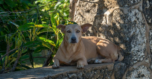 Supporting South Pacific Animal Welfare in Tonga