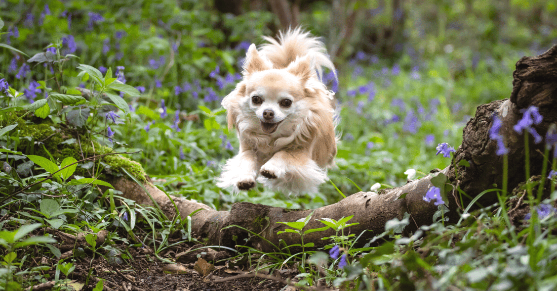 Long haired Chihuahua jumps over log_Gourmate Pet Treat Co_stock image