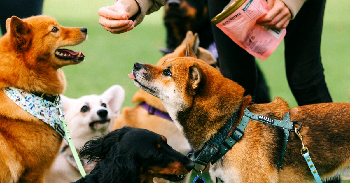 Dog Treats